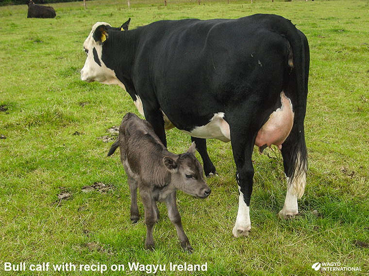 Fullblood Wagyu bull calf sired by Irish Kobe Fuji from Ohanasaki Breda on Wagyu Ireland